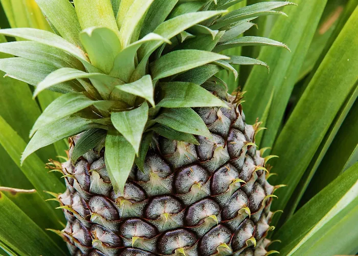 Herdade Do Ananas