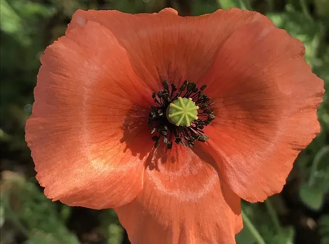 Herdade Do Ananas * Ponta Delgada (Sao Miguel)