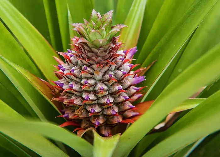 Herdade Do Ananas Ponta Delgada (Sao Miguel)