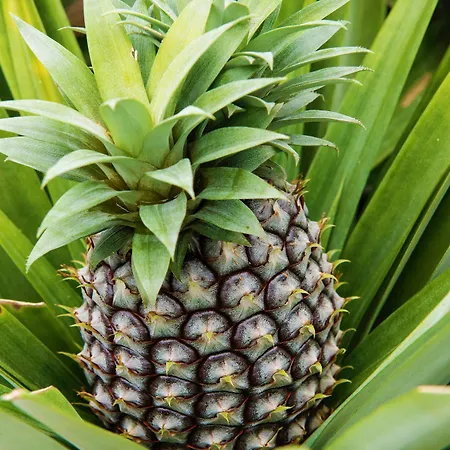 Herdade Do Ananas