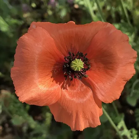 Herdade Do Ananás * Ponta Delgada
