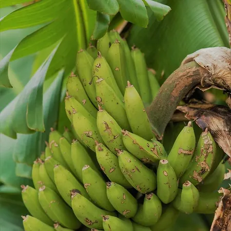 Farm stay Herdade Do Ananas *