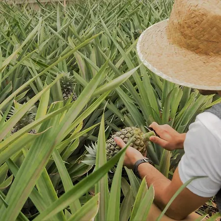 Farm stay Herdade Do Ananas Ponta Delgada (Sao Miguel)