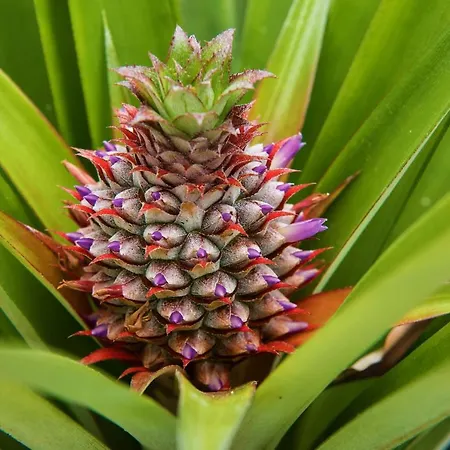 Herdade Do Ananas Ponta Delgada (Sao Miguel)