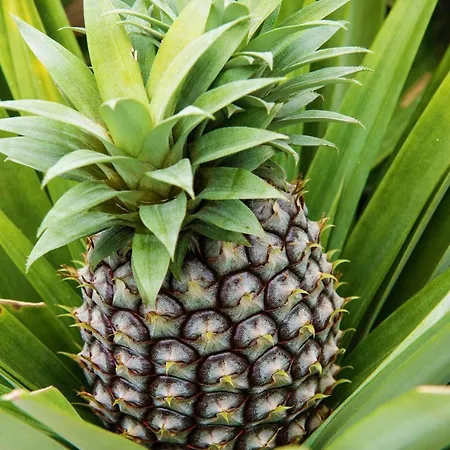 Herdade Do Ananas *
