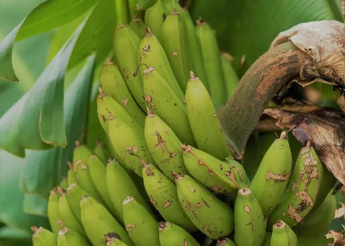 Фермерский дом Herdade Do Ananas *