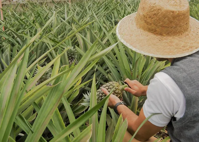 בית חווה Herdade Do Ananas Ponta Delgada